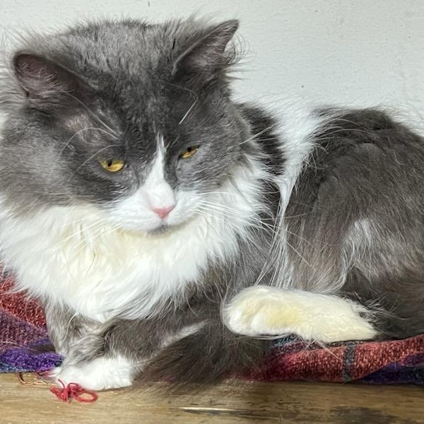 Enlarge Bitty, a ADOPTABLE Domestic Long Hair in Stanhope, NJ image 5/6