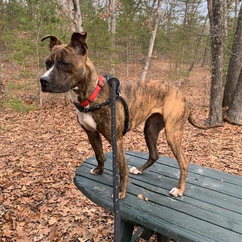 Fluttershy, Adoptable, Adult Female Terrier.
