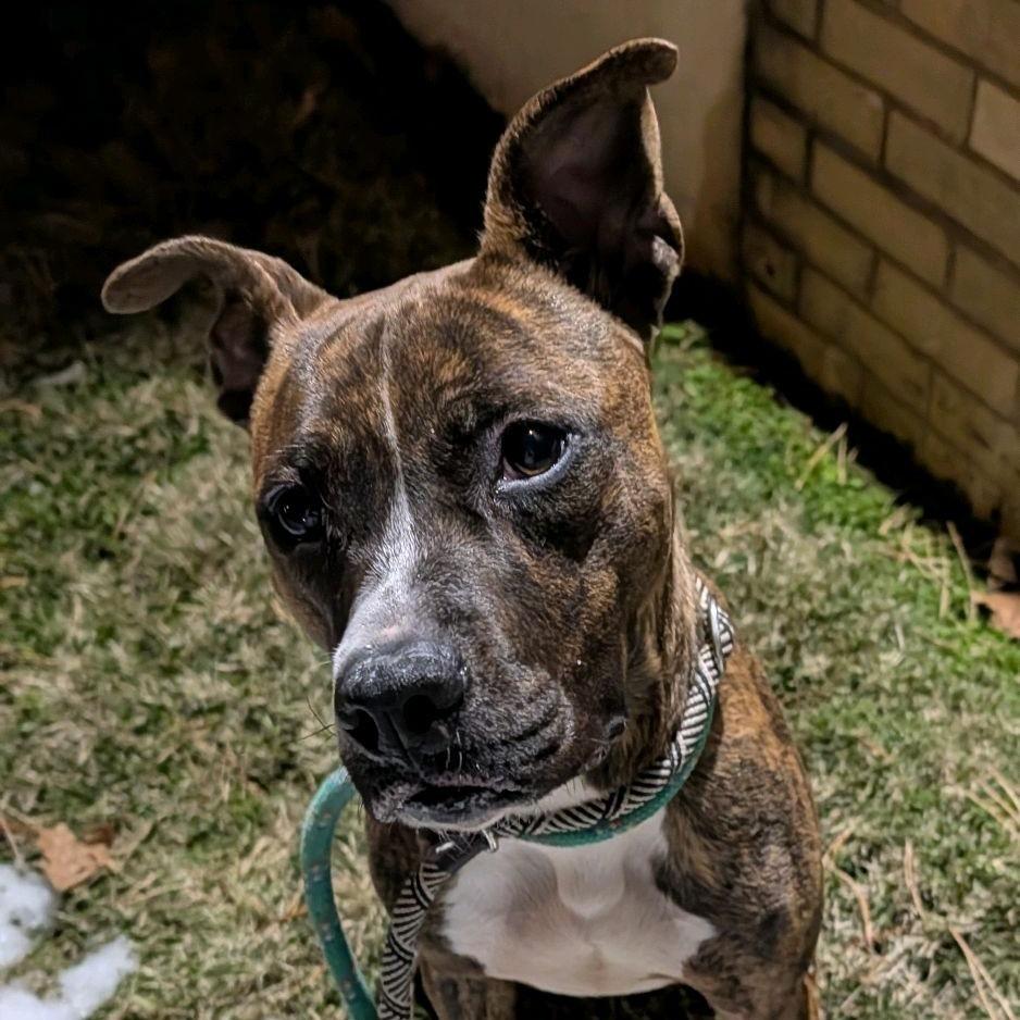 Fluttershy, a Adoptable Terrier in St. Louis, MO image 2/6