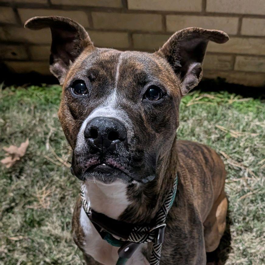 Fluttershy, a Adoptable Terrier in St. Louis, MO image 3/6