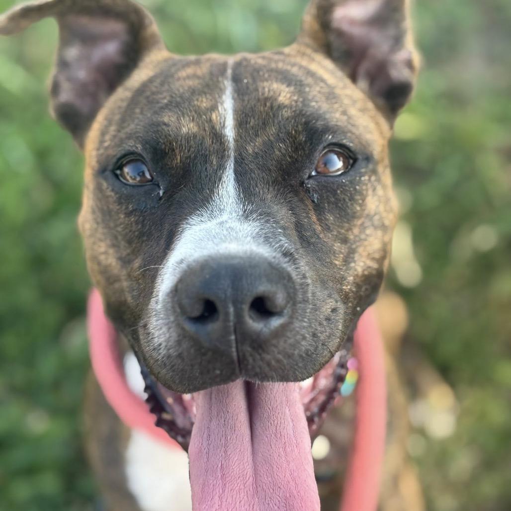 Fluttershy, a Adoptable Terrier in St. Louis, MO image 4/6
