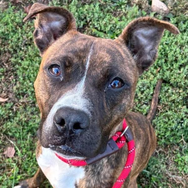 Fluttershy, a Adoptable Terrier in St. Louis, MO image 5/6