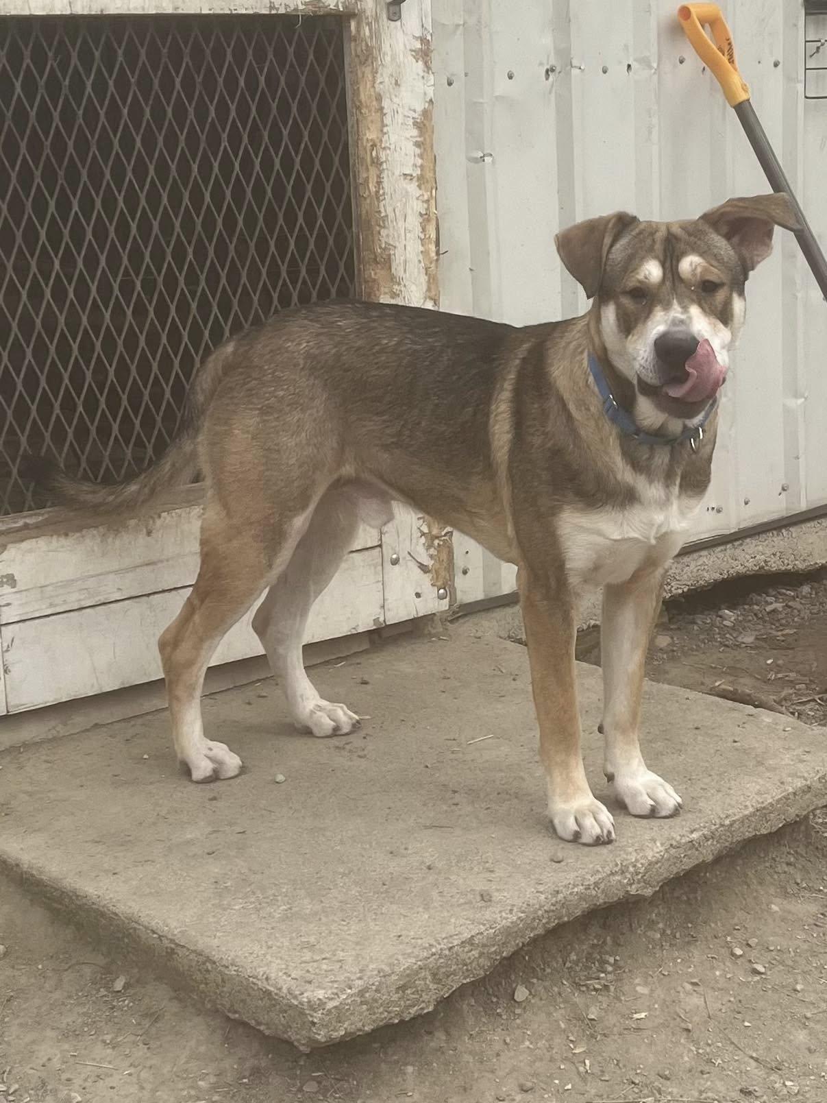 Enlarge Togo, a ADOPTABLE mixed breed in Libby, MT image 1/3