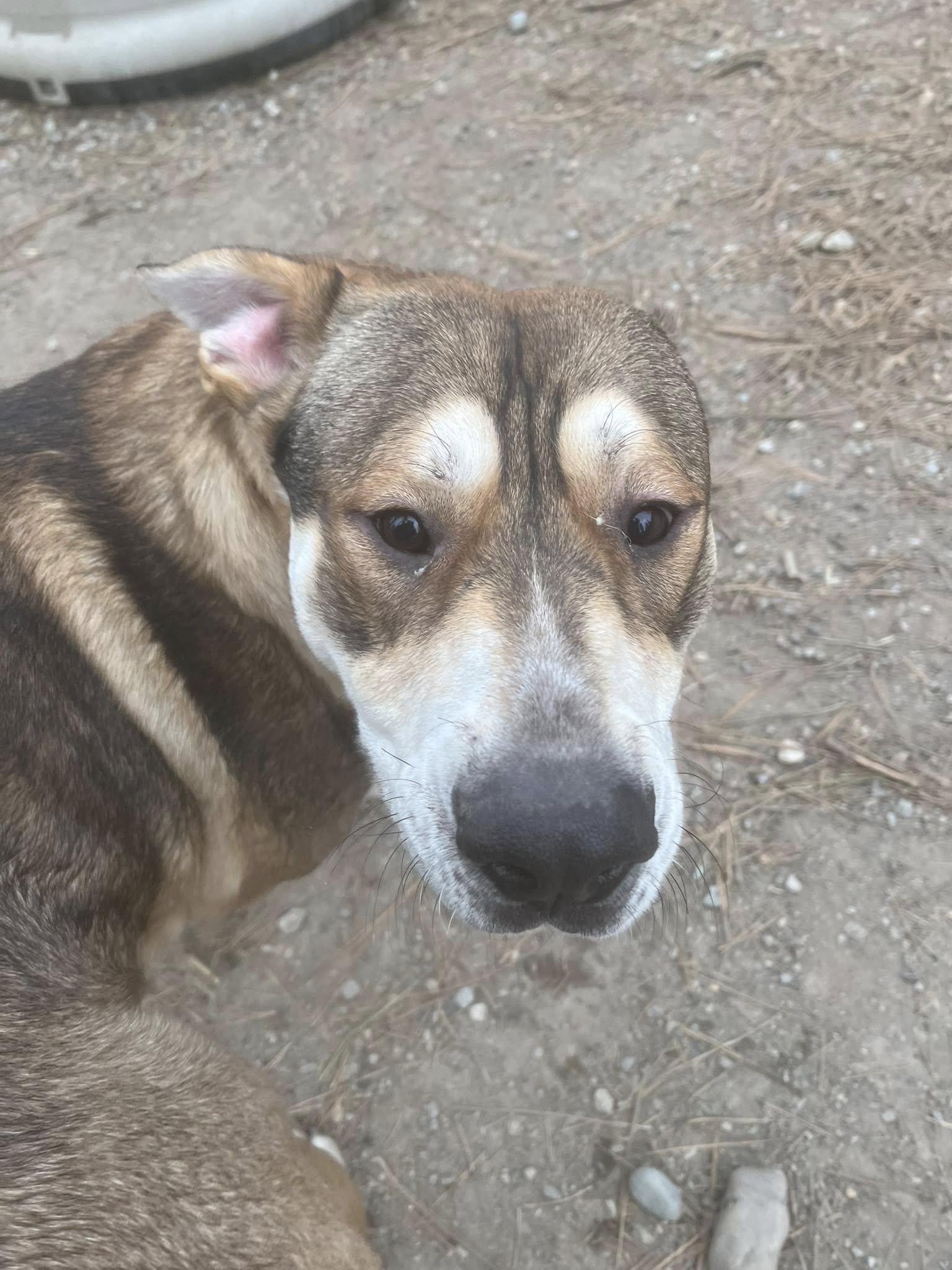 Enlarge Togo, a ADOPTABLE mixed breed in Libby, MT image 3/3