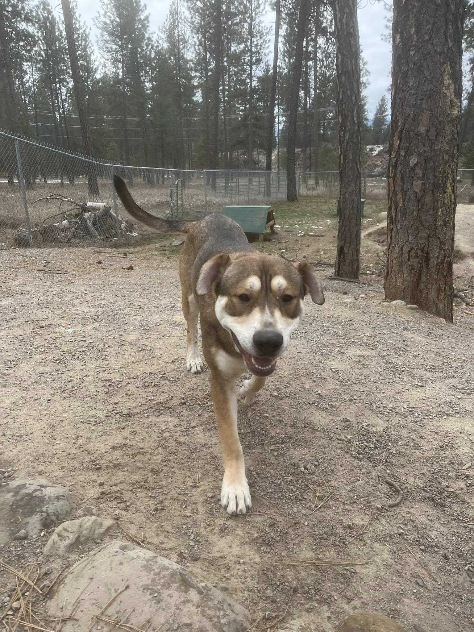 Enlarge Togo, a ADOPTABLE mixed breed in Libby, MT image 2/3