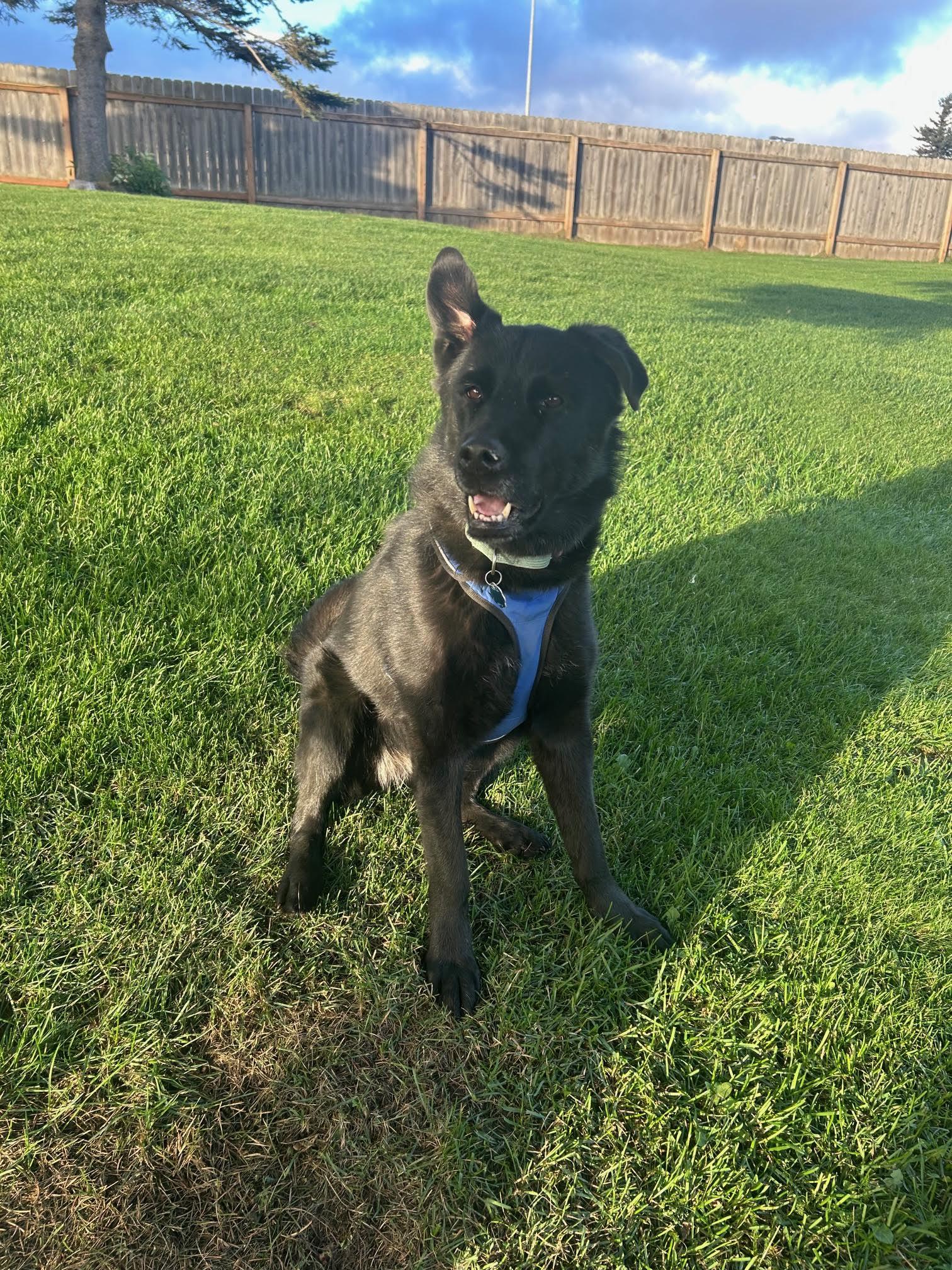 Lola, an adoptable mixed breed in Homer, AK image 2/3