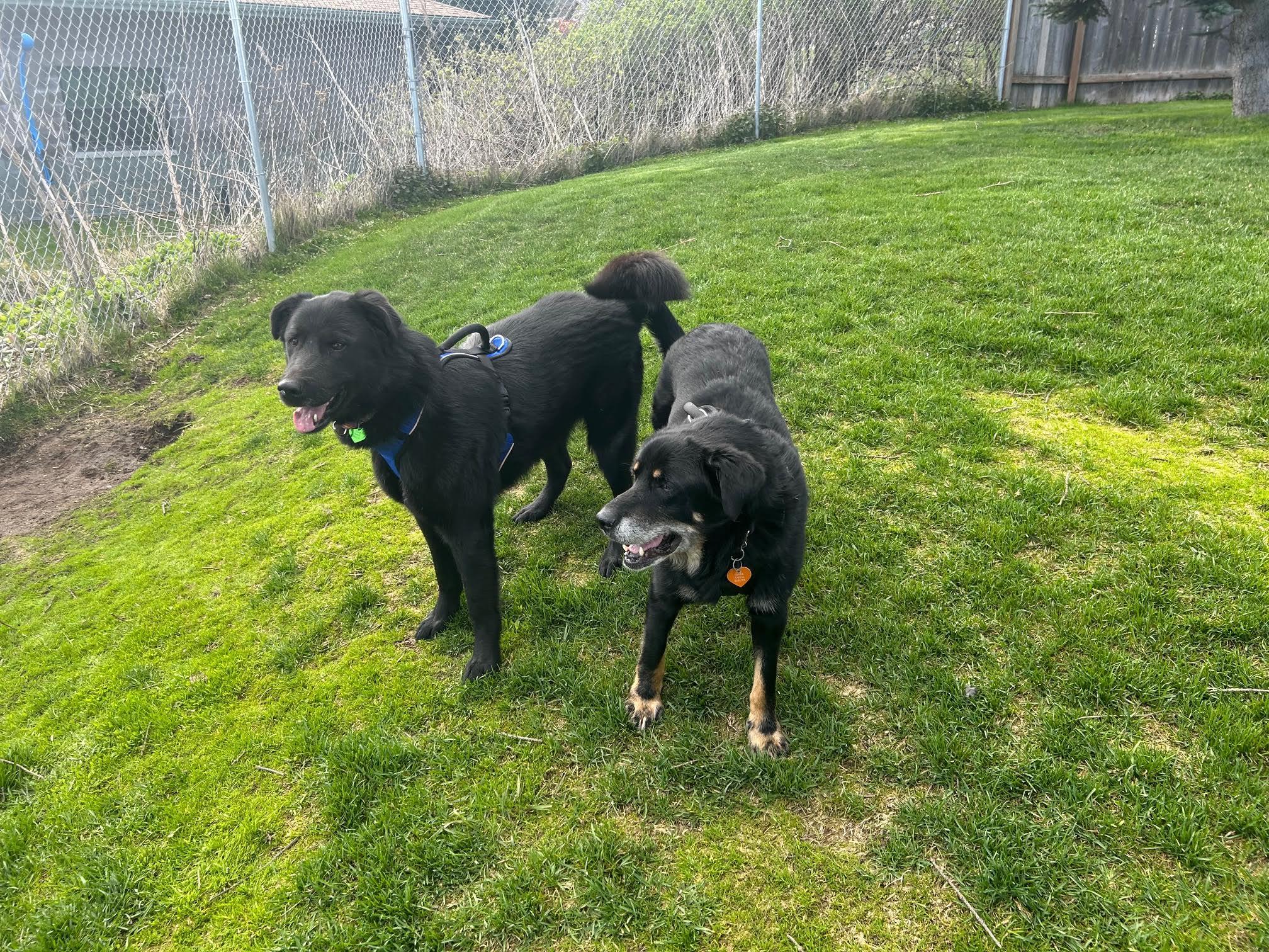 LOLA & Maui, an adoptable Black Labrador Retriever in Homer, AK, 99603 | Photo Image 1