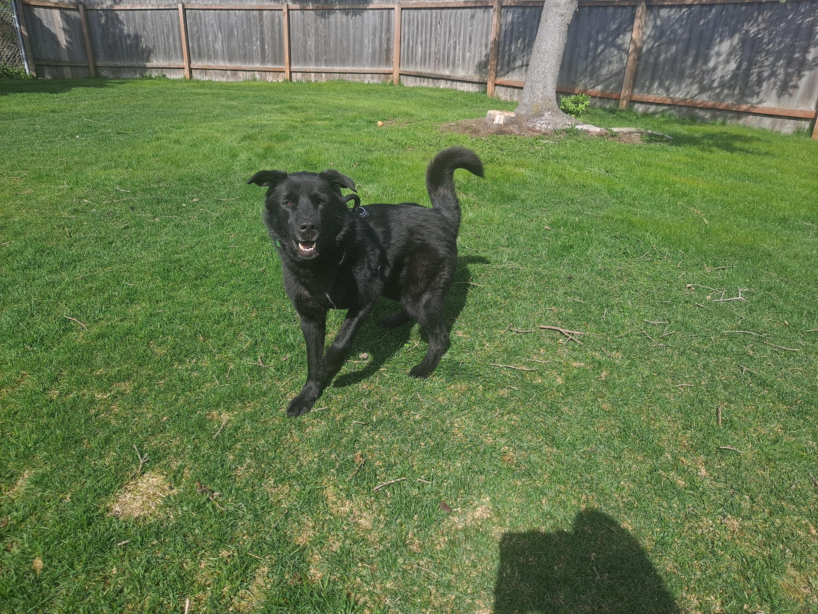 LOLA & Maui, an adoptable Black Labrador Retriever in Homer, AK, 99603 | Photo Image 3