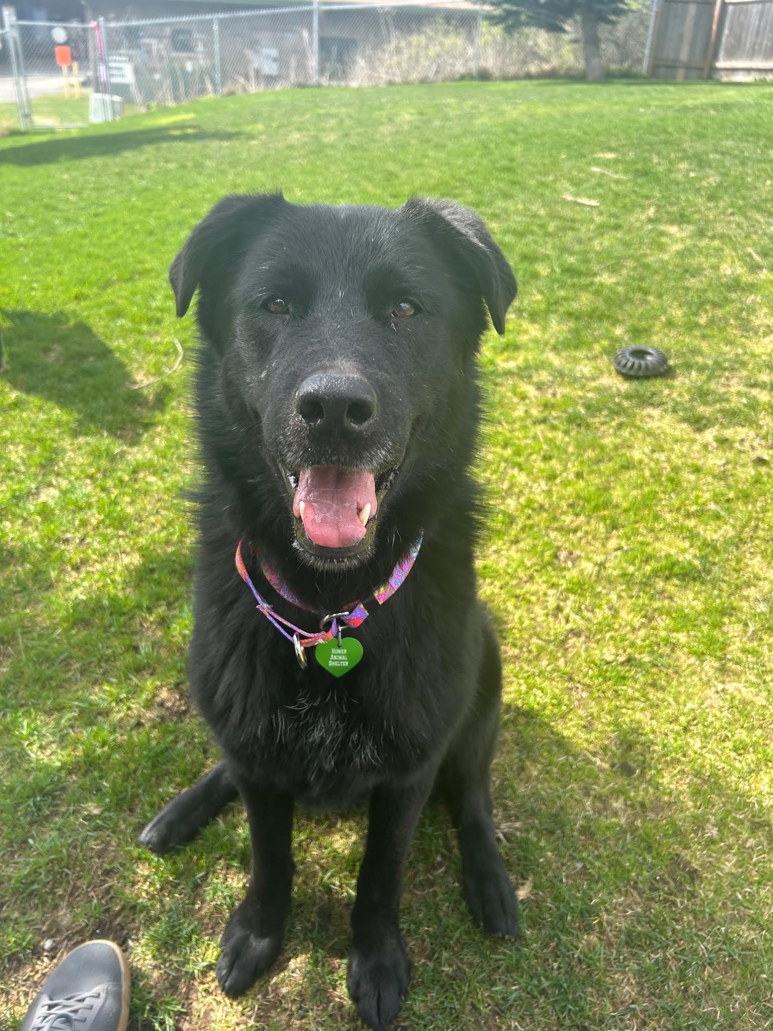 LOLA & Maui, an adoptable Black Labrador Retriever in Homer, AK, 99603 | Photo Image 2