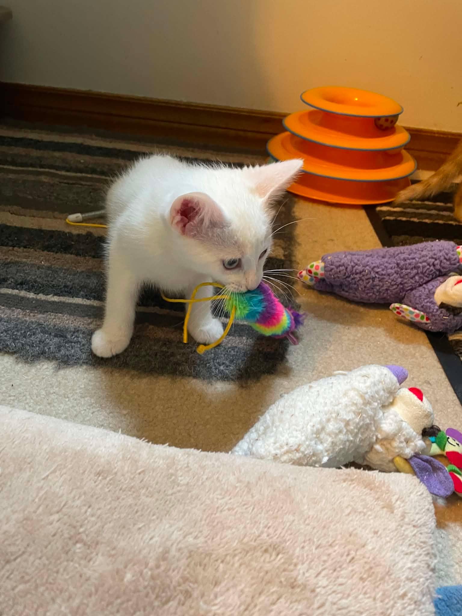 Coconut (Coco), an adopted Domestic Short Hair in Shakespeare, ON image 6/6