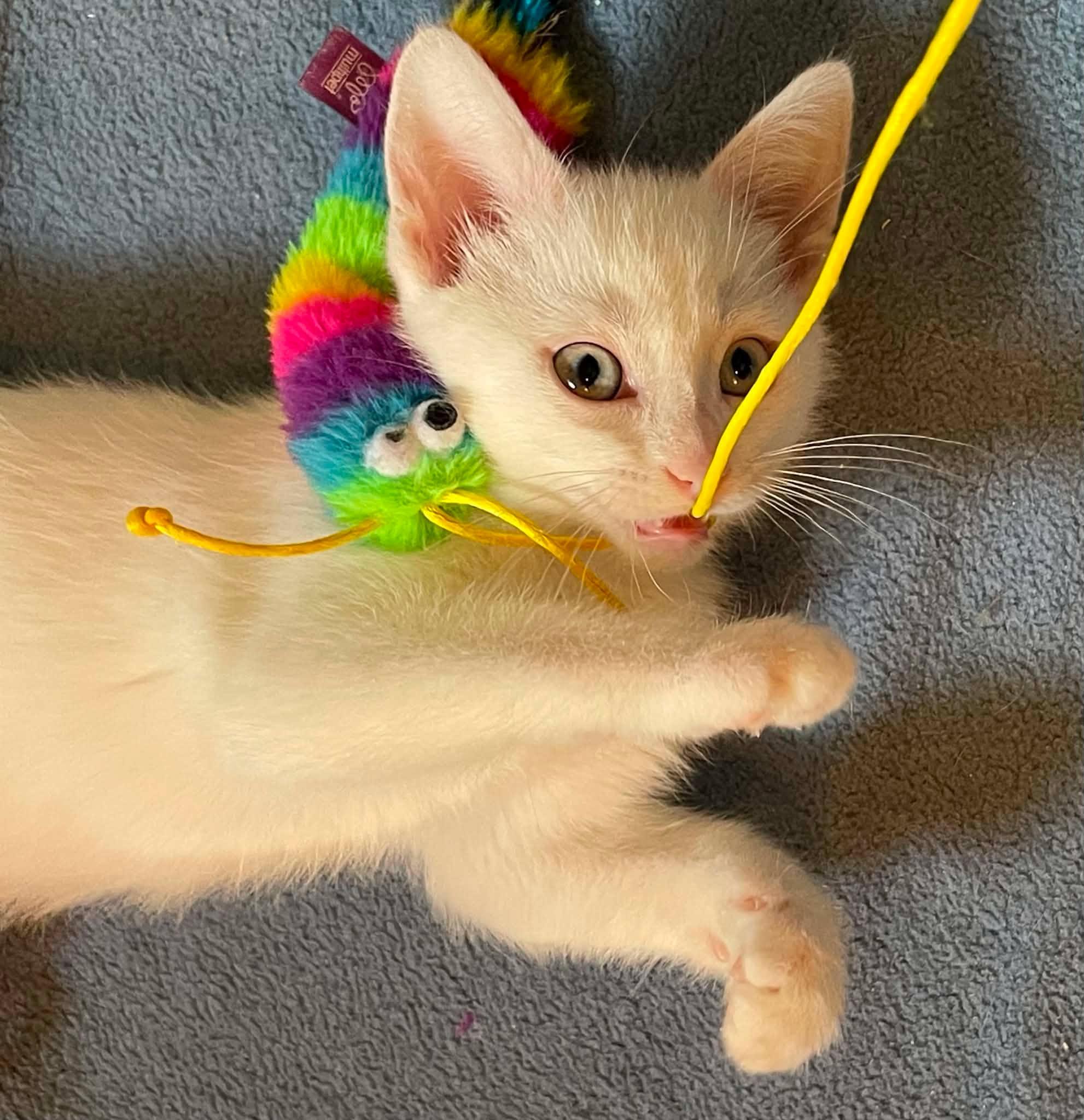Coconut (Coco), an adopted Domestic Short Hair in Shakespeare, ON image 4/6