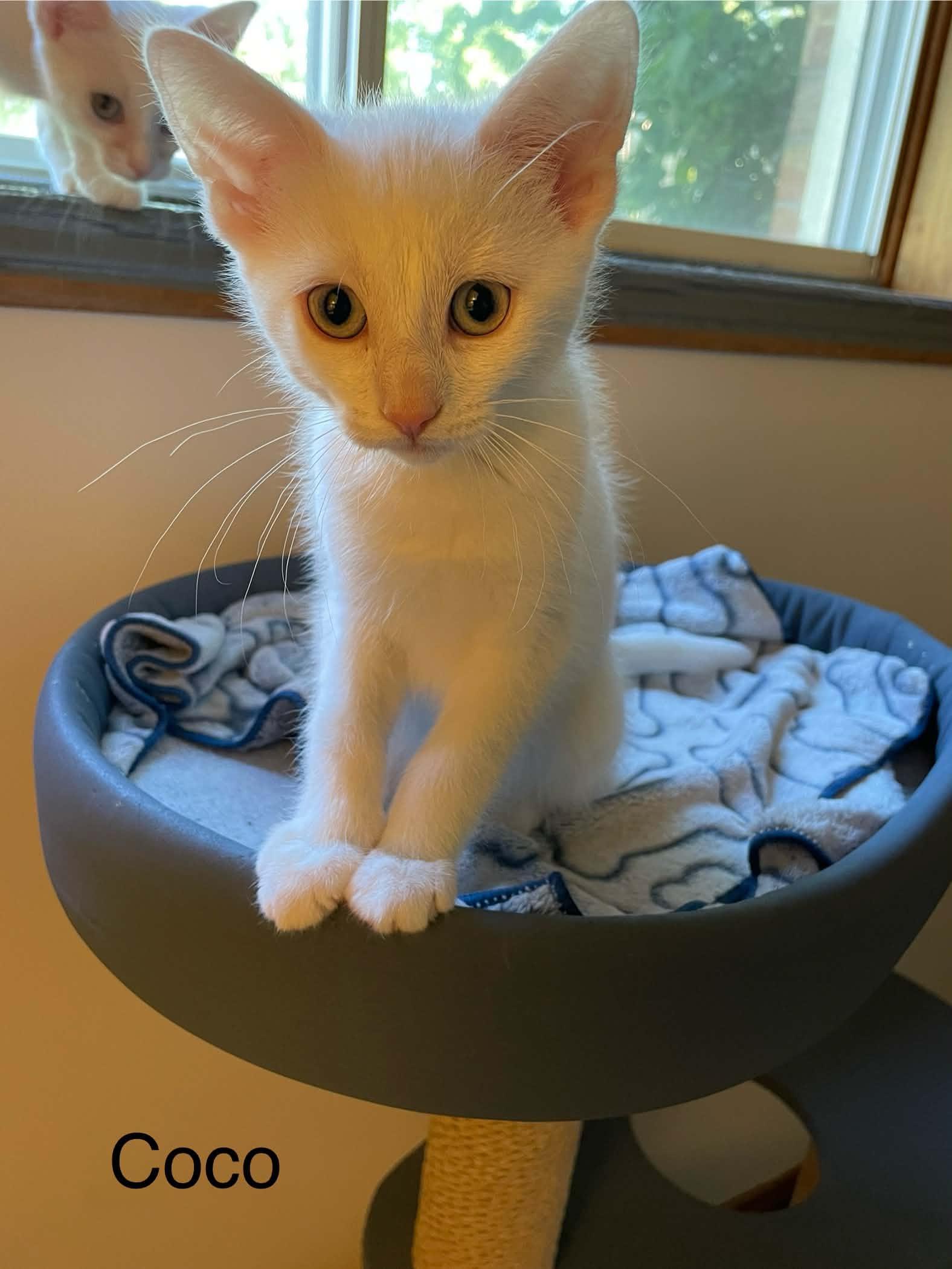 Coconut (Coco), an adopted Domestic Short Hair in Shakespeare, ON image 2/6