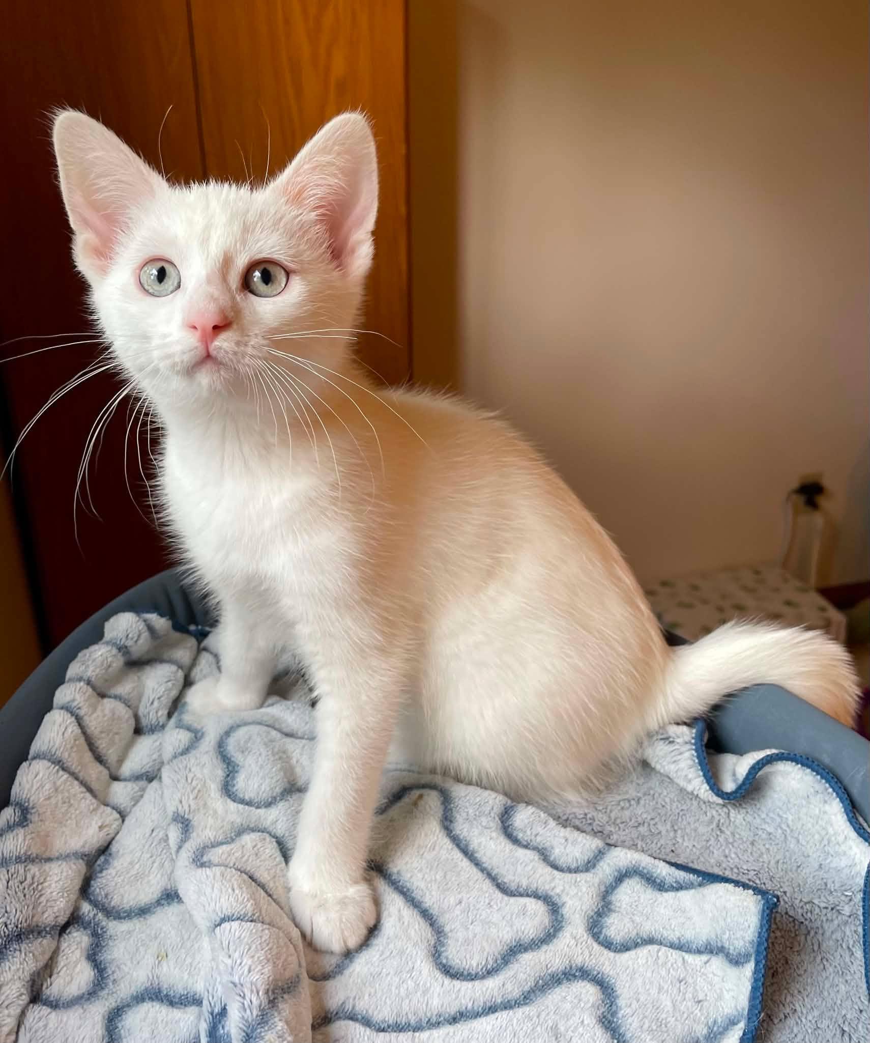 Coconut (Coco), an adopted Domestic Short Hair in Shakespeare, ON image 5/6