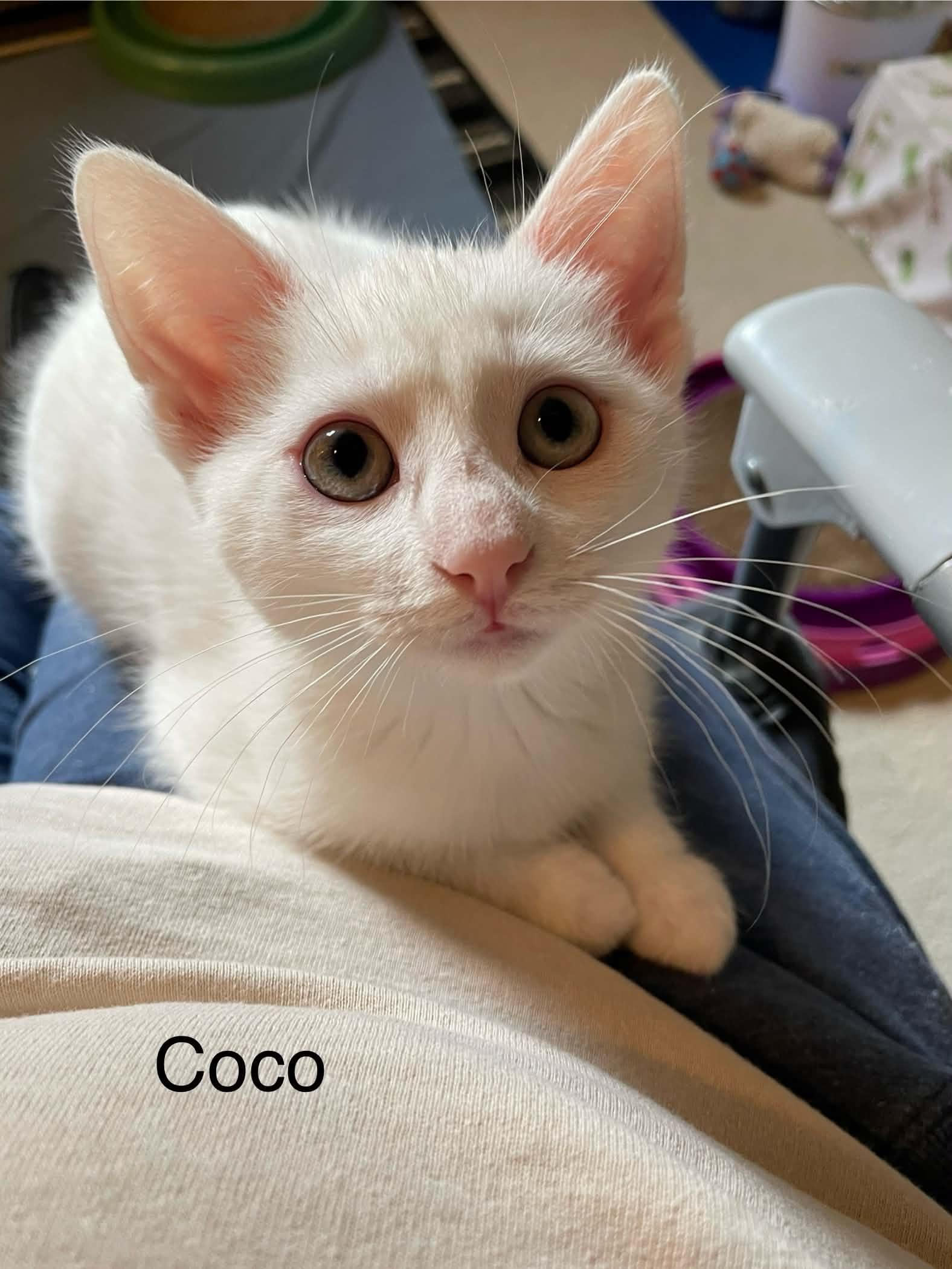 Coconut (Coco), an adopted Domestic Short Hair in Shakespeare, ON image 3/6