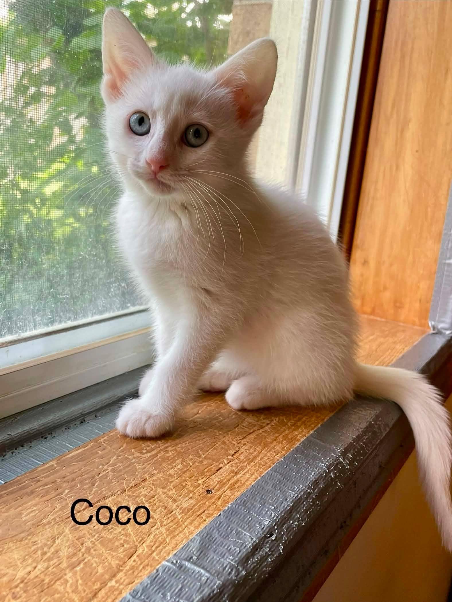 Coconut (Coco), adopted, Kitten Female Domestic Short Hair.
