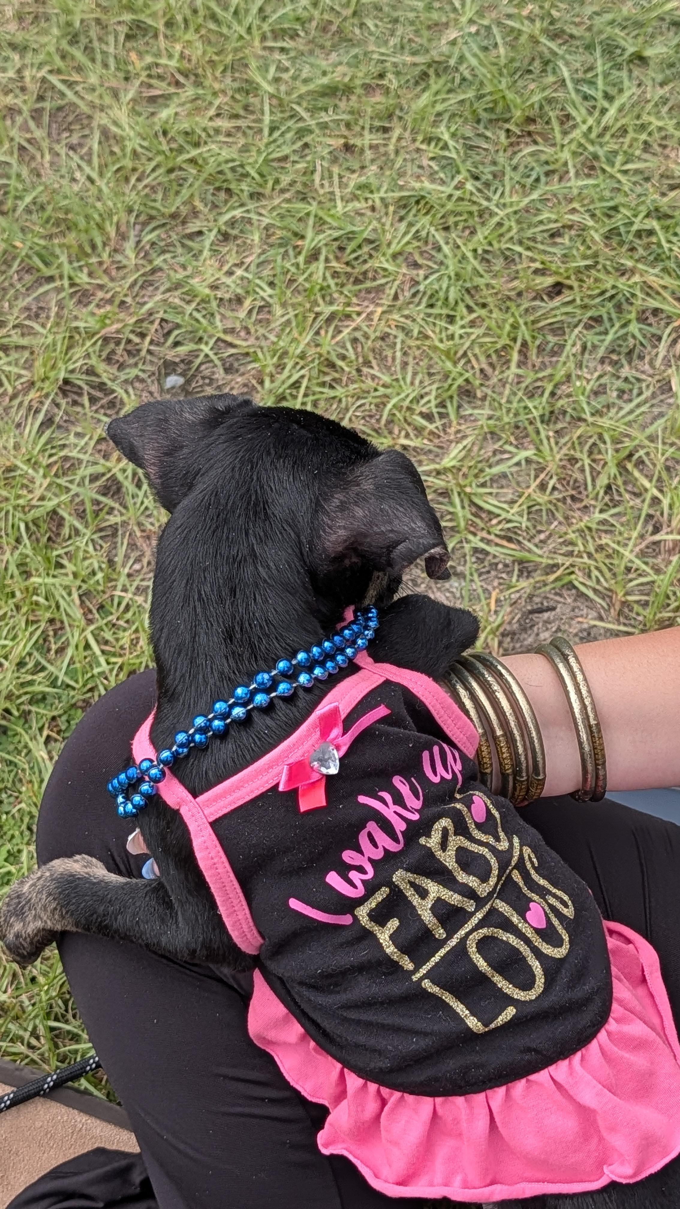 Enlarge Poppy, a Adoptable mixed breed in Jesup, GA image 4/4