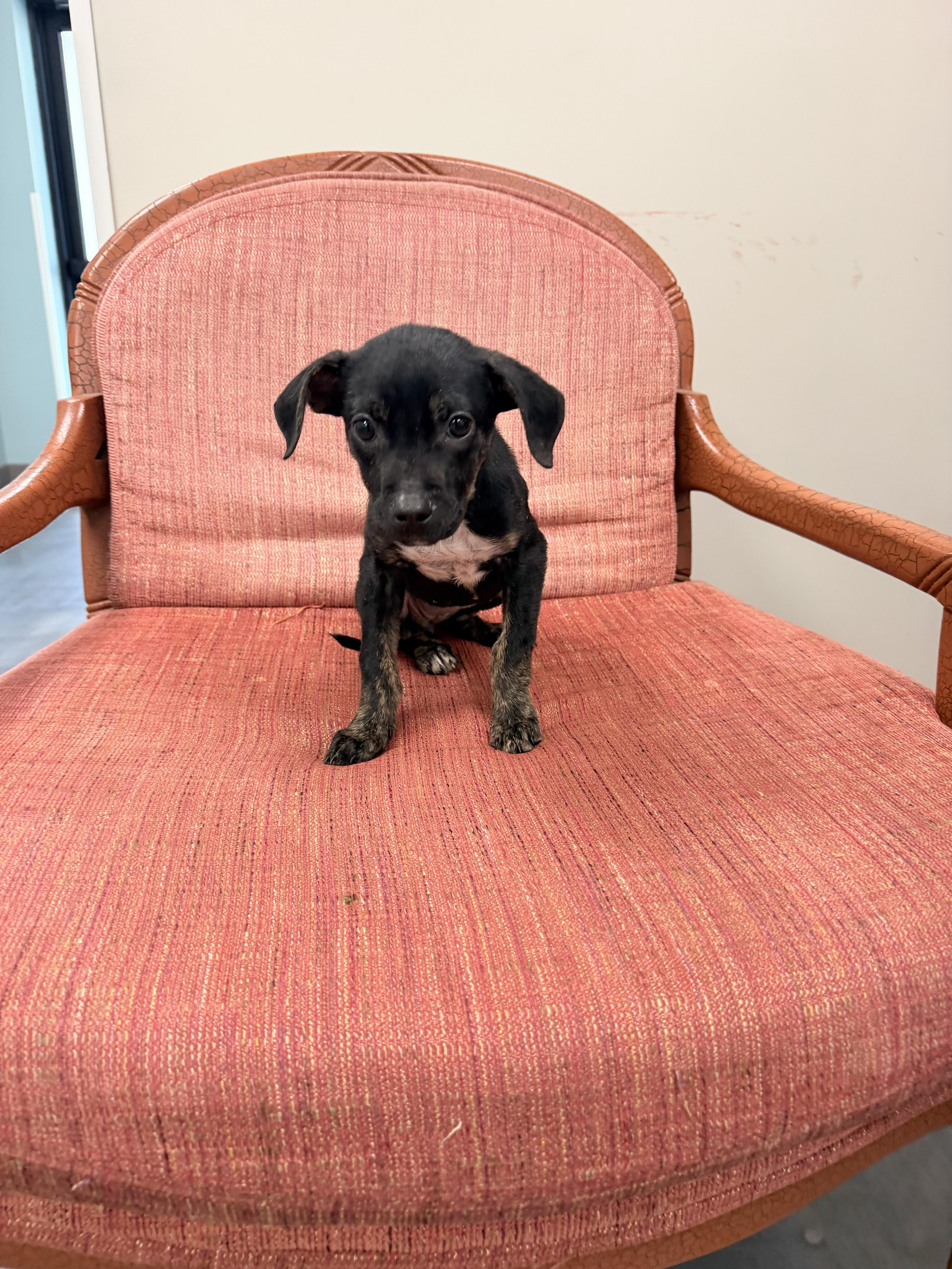 Enlarge Poppy, a Adoptable mixed breed in Jesup, GA image 3/4