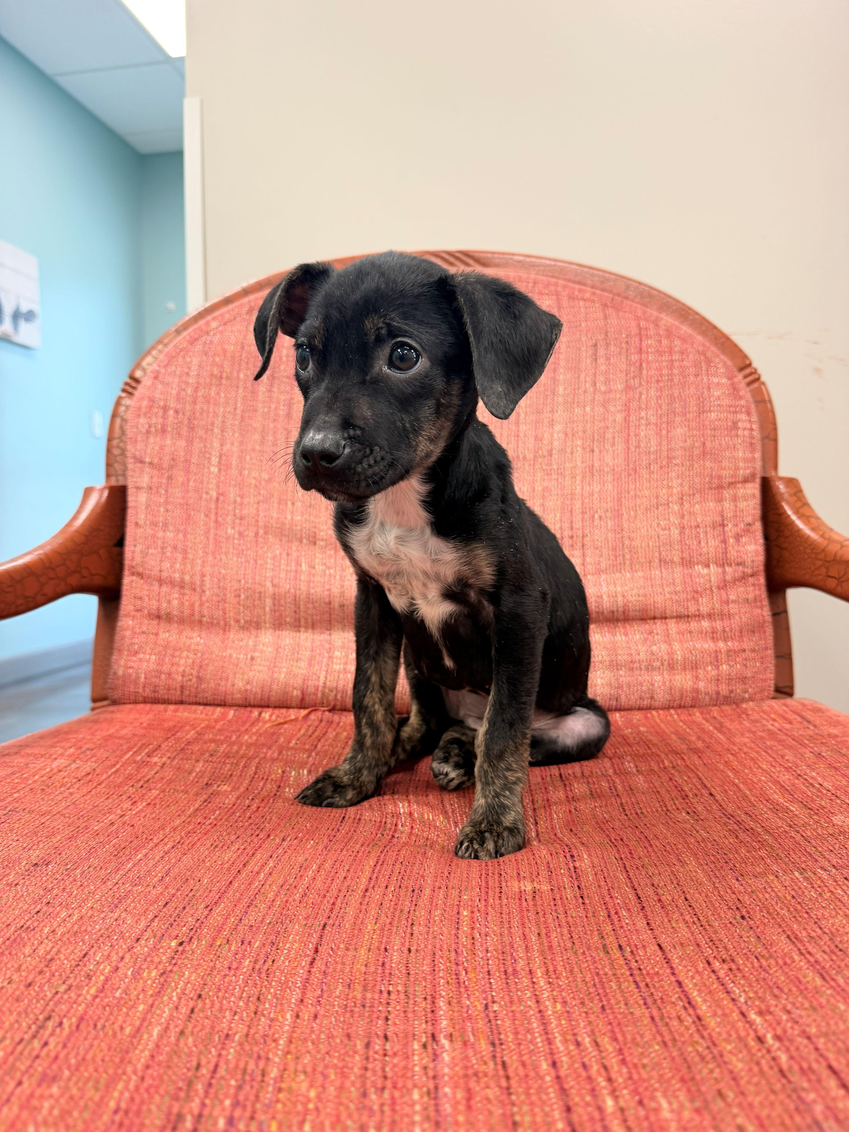 Enlarge Poppy, a Adoptable mixed breed in Jesup, GA image 2/4