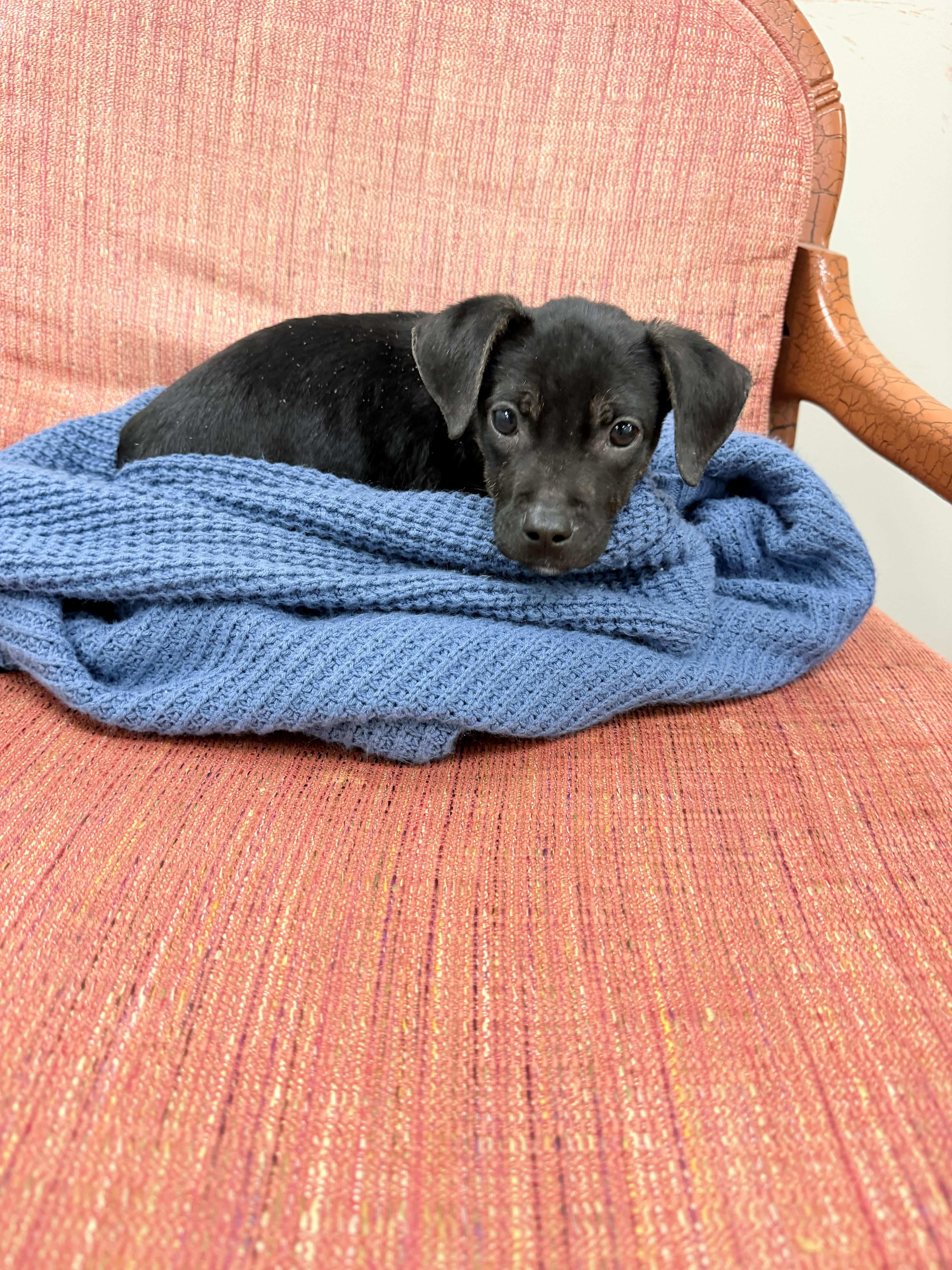 Enlarge Poppy, a Adoptable mixed breed in Jesup, GA image 1/4