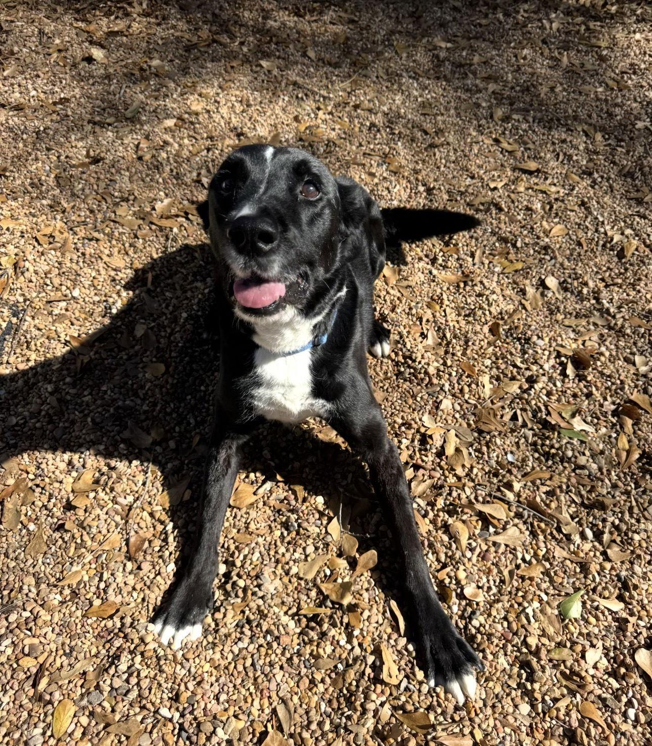 Ozzie, Adoptable, Senior Male Labrador Retriever & Border Collie.
