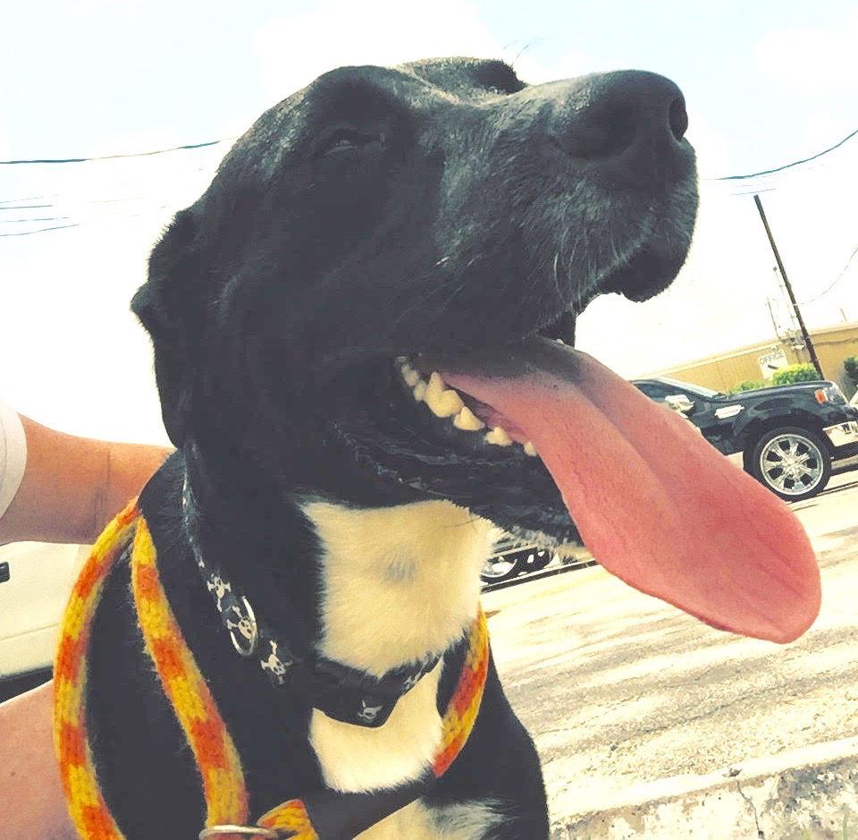 Enlarge Ozzie, a Adoptable mixed breed in Houston, TX image 1/6