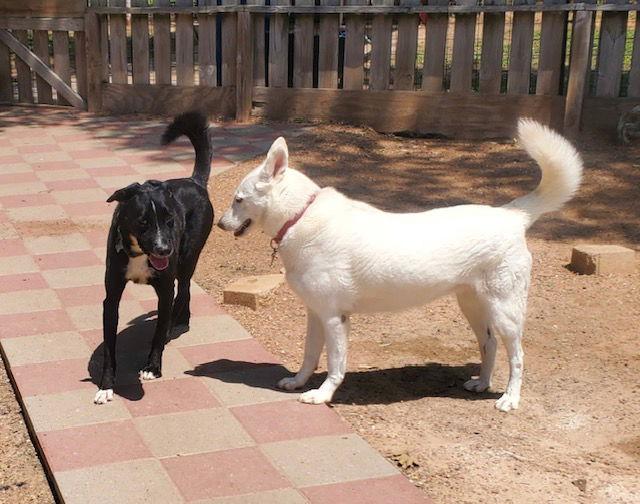 Enlarge Ozzie, a Adoptable mixed breed in Houston, TX image 2/6