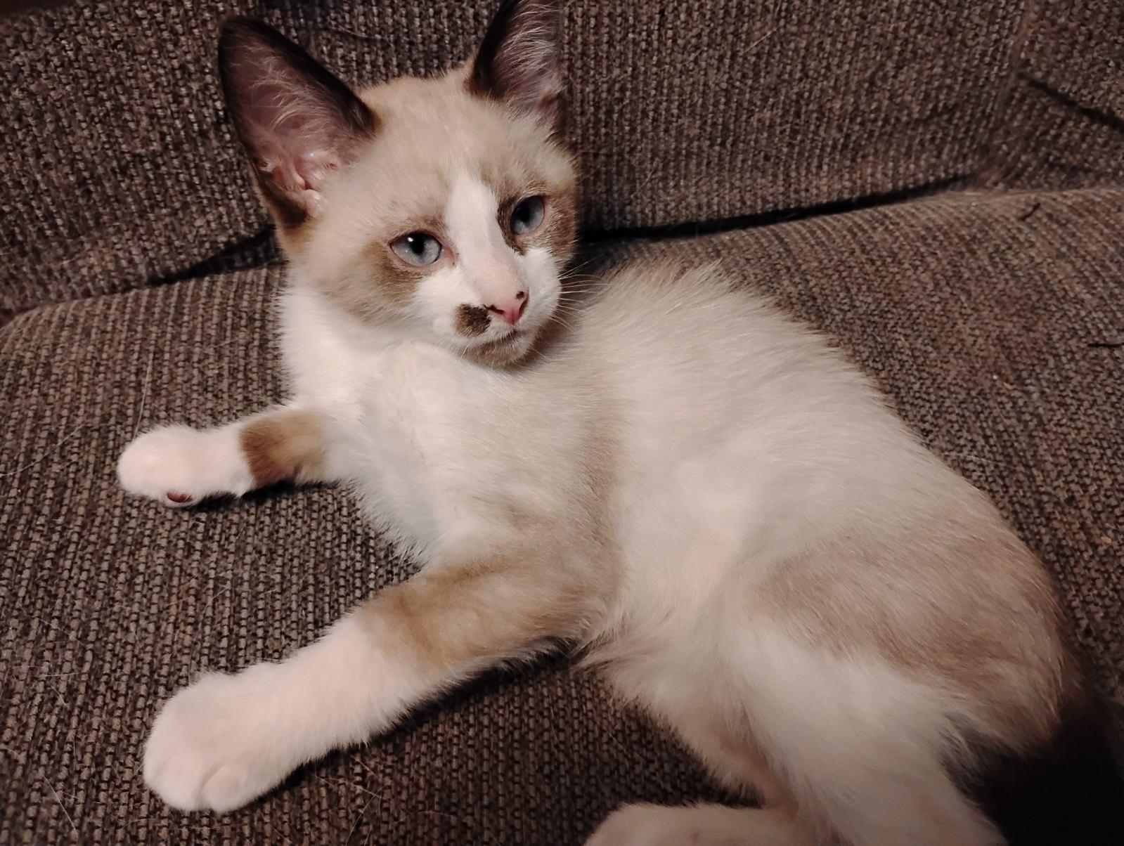 LOKIE, Adopted, Kitten Male Snowshoe.