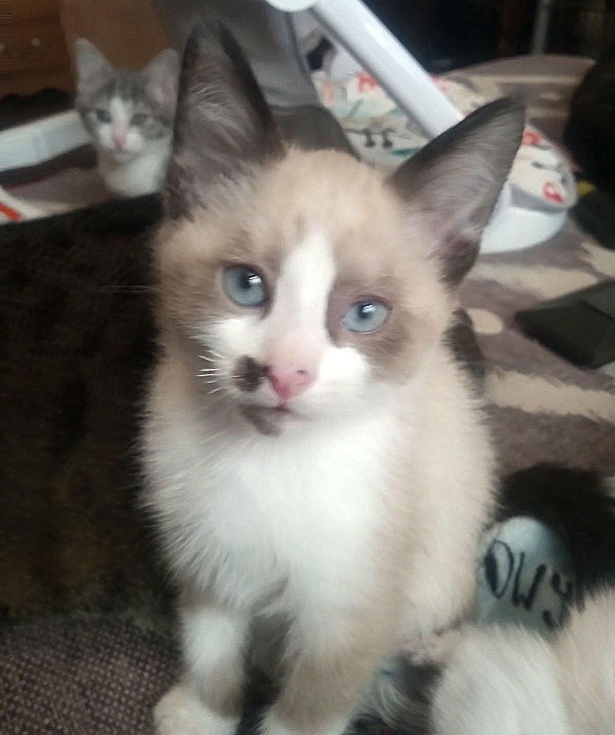 Enlarge LOKIE, a Adopted Snowshoe in San Antonio, TX image 2/3