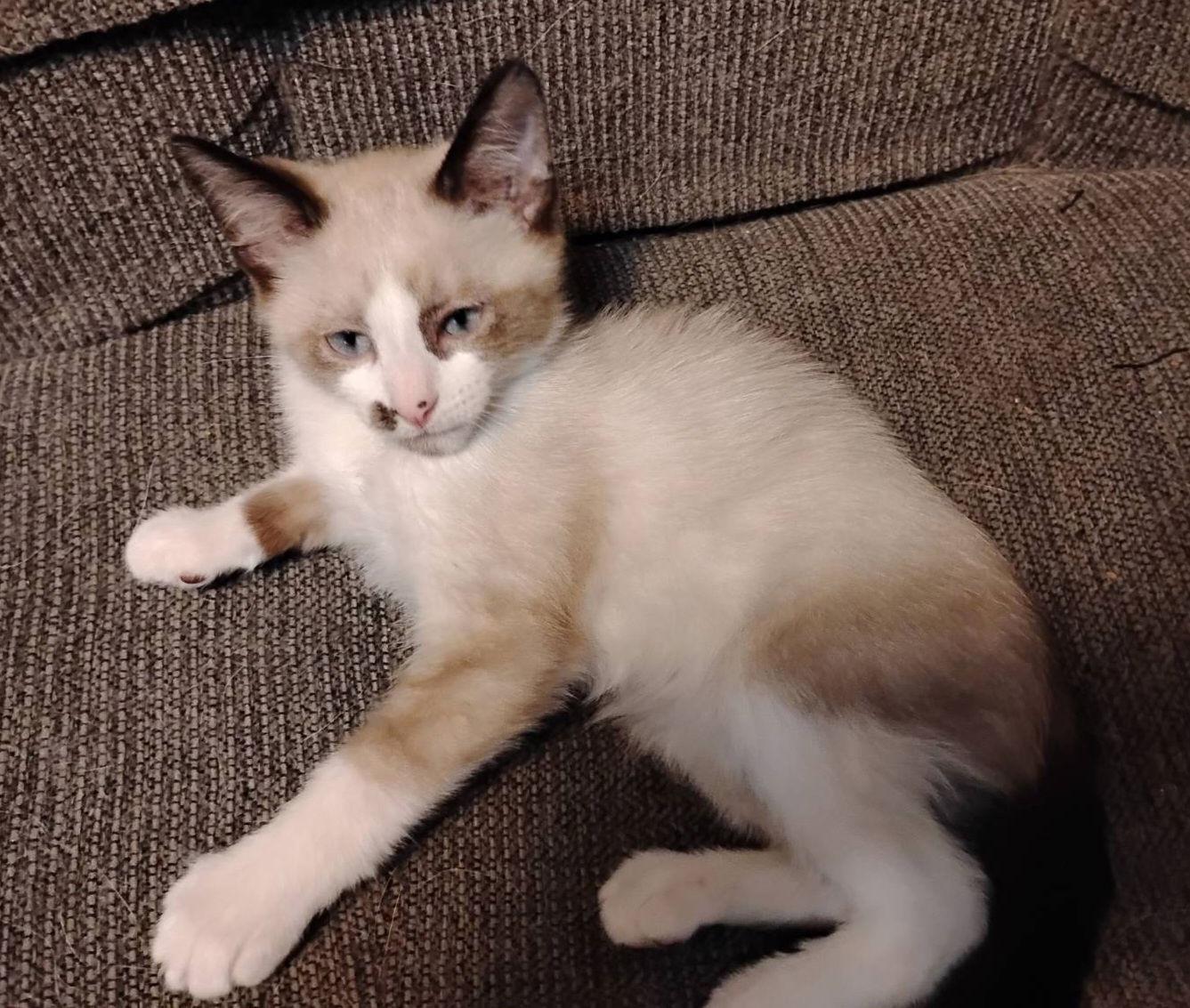 Enlarge LOKIE, a Adopted Snowshoe in San Antonio, TX image 3/3