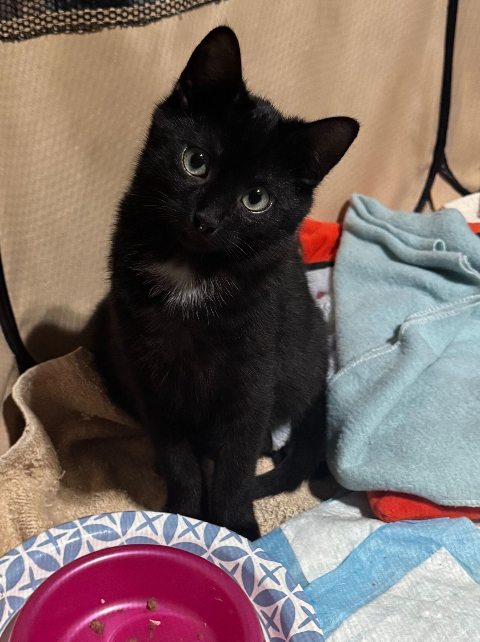 Enlarge Axell, a Adopted Domestic Short Hair in Walled Lake, MI image 1/3