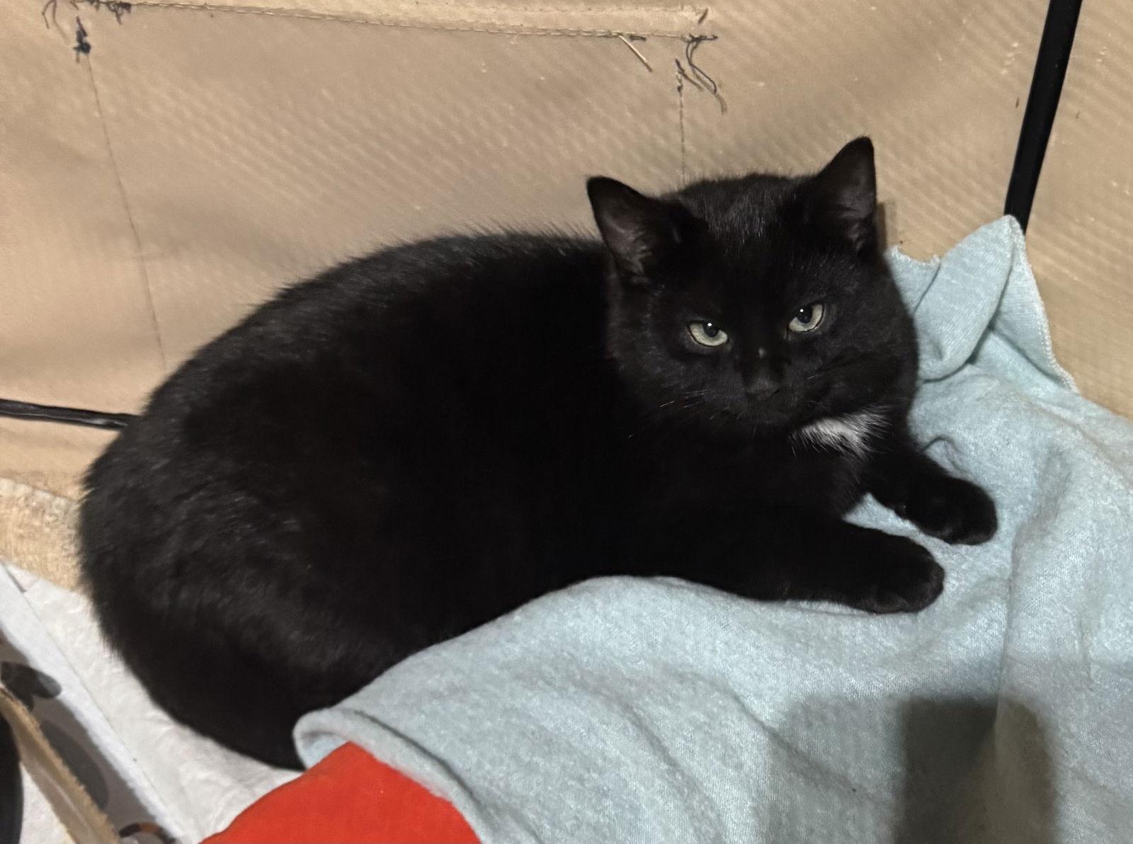 Enlarge Axell, a Adopted Domestic Short Hair in Walled Lake, MI image 2/3