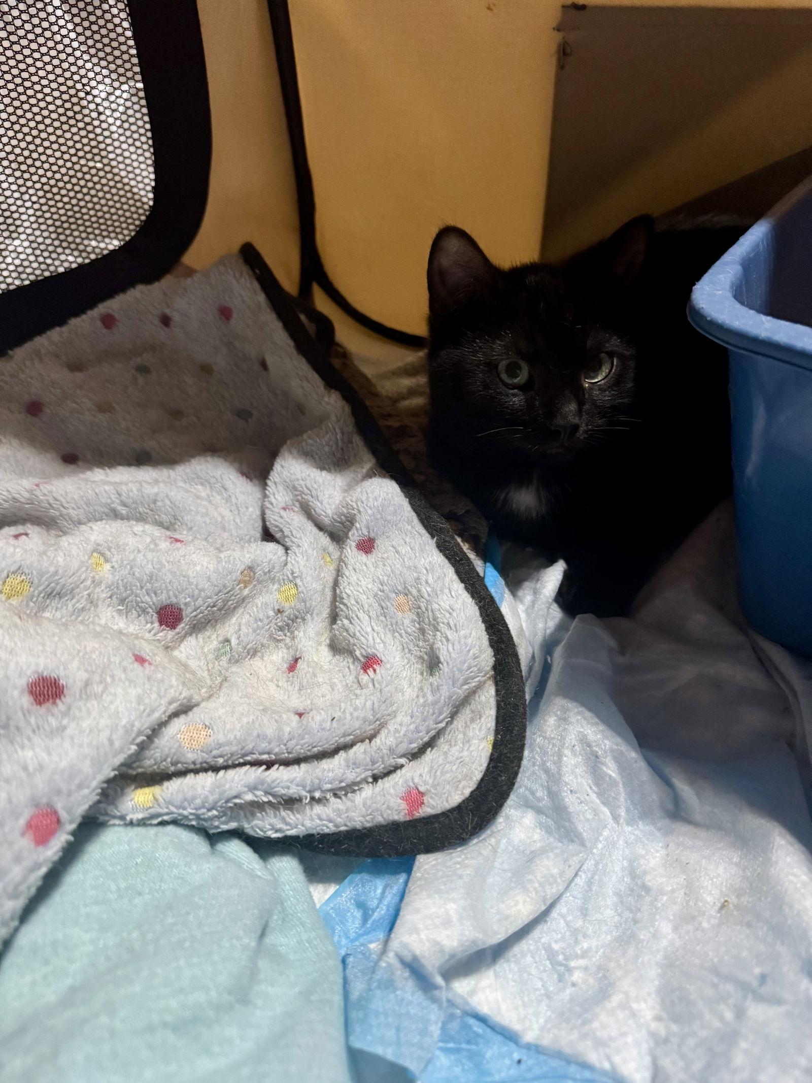 Enlarge Axell, a Adopted Domestic Short Hair in Walled Lake, MI image 3/3