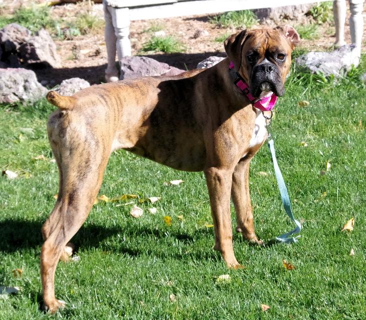 Enlarge LEMON, an adopted Boxer in Kuna, ID image 3/5