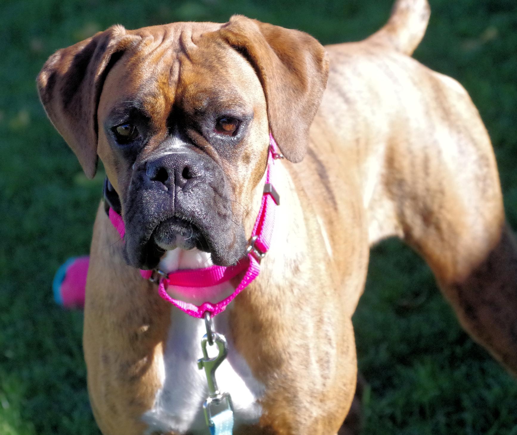 Enlarge LEMON, an adopted Boxer in Kuna, ID image 1/5