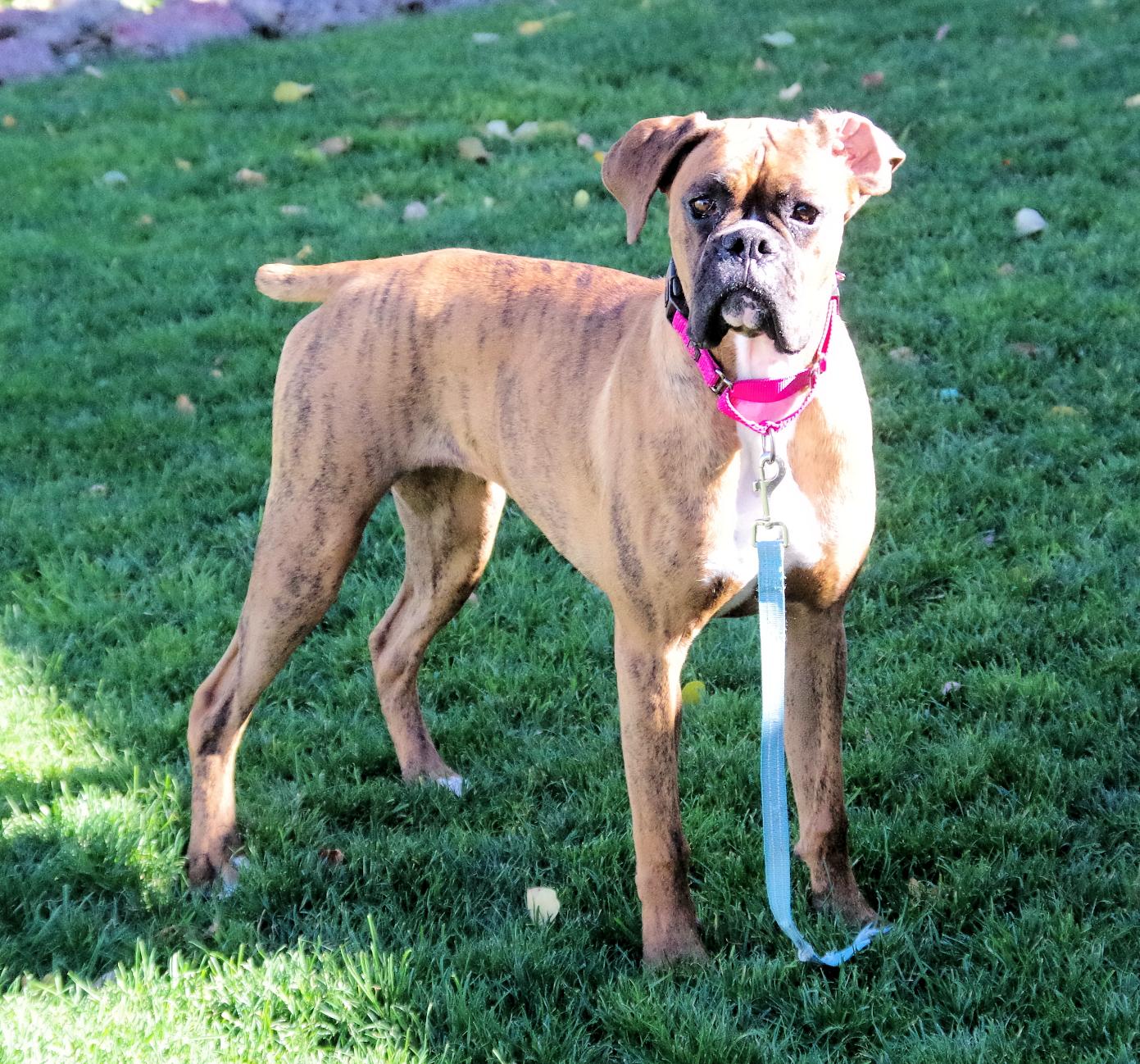 Enlarge LEMON, an adopted Boxer in Kuna, ID image 5/5