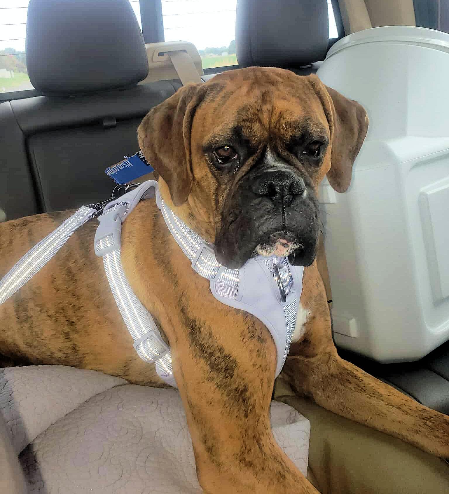 Enlarge LEMON, an adopted Boxer in Kuna, ID image 4/5