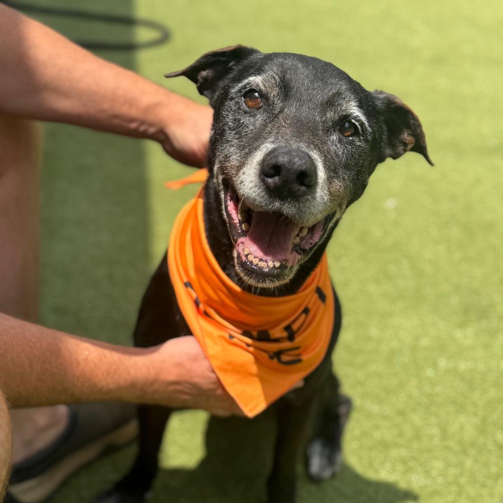 Jag, Adoptable, Senior Male Labrador Retriever & Mixed Breed.
