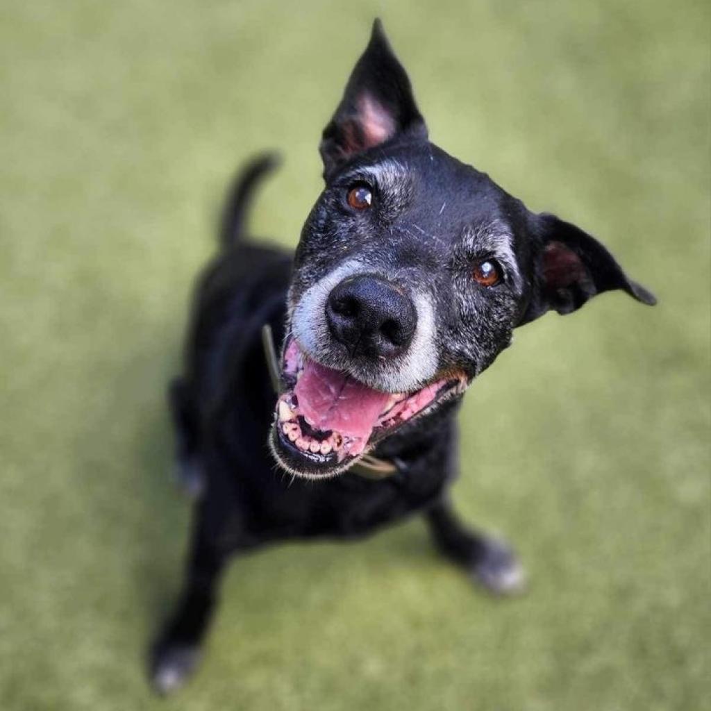 Enlarge Jag, a Adoptable mixed breed in Peachtree City, GA image 2/2