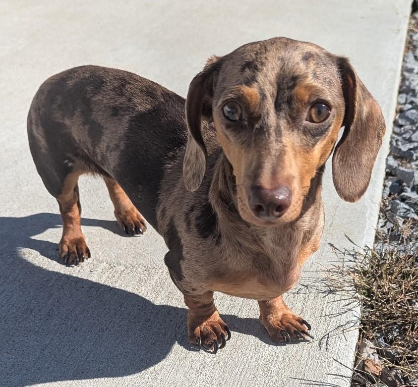 Daisy May in TN, Adoptable, Young Female Dachshund.