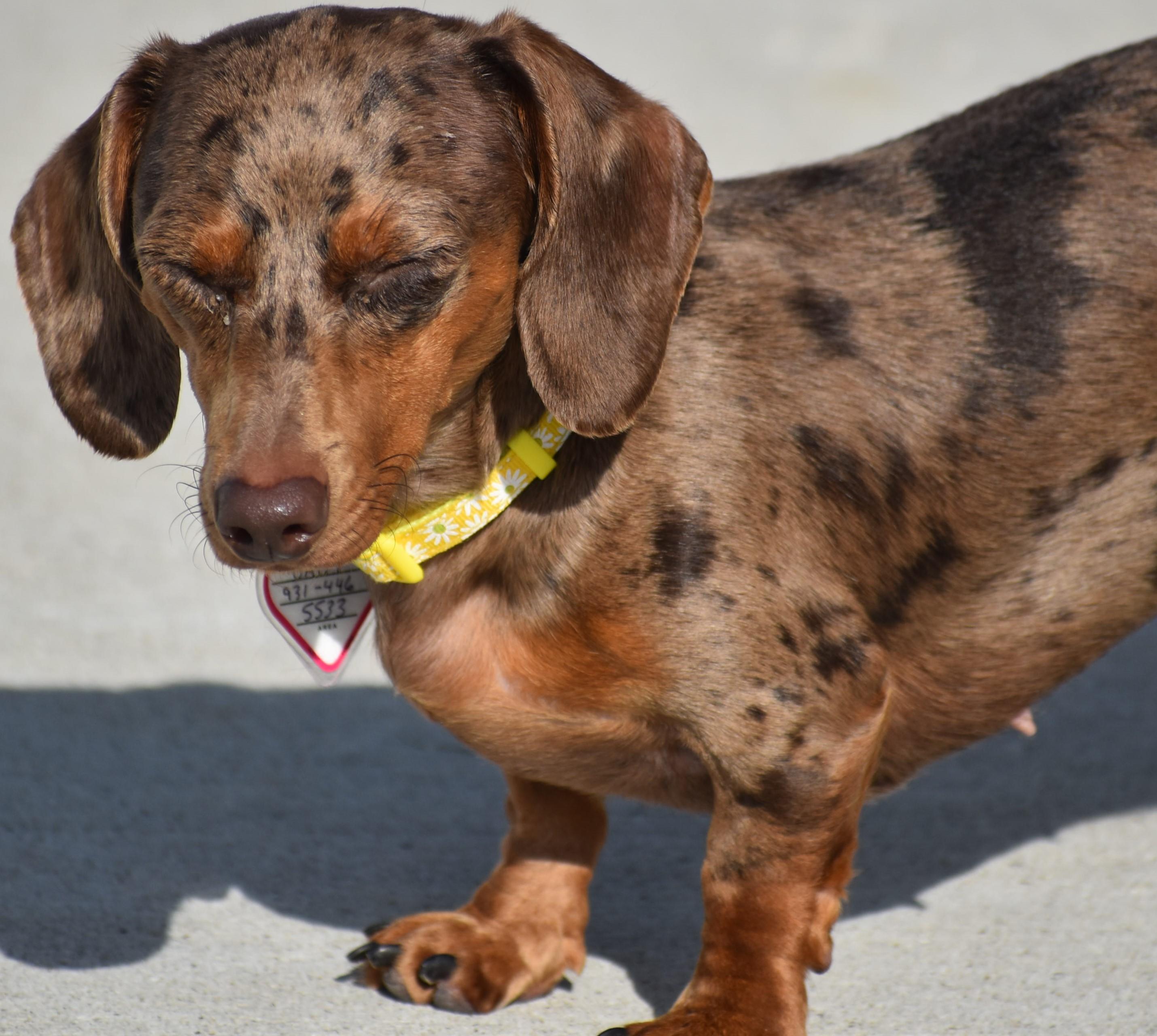 Daisy May in TN, a Adoptable Dachshund in Shelbyville, TN image 2/5