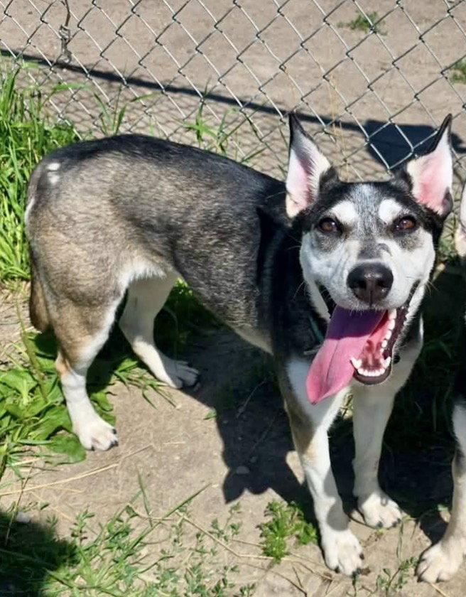 Cora, Adoptable, Puppy Female Siberian Husky.