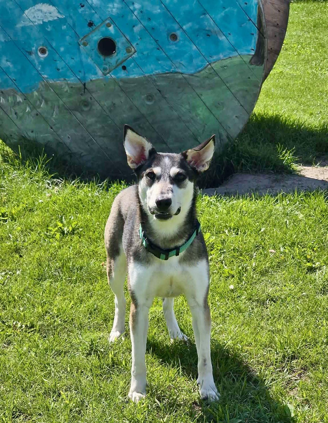 Enlarge Cora, a Adoptable Siberian Husky in Detroit Lakes, MN image 3/3