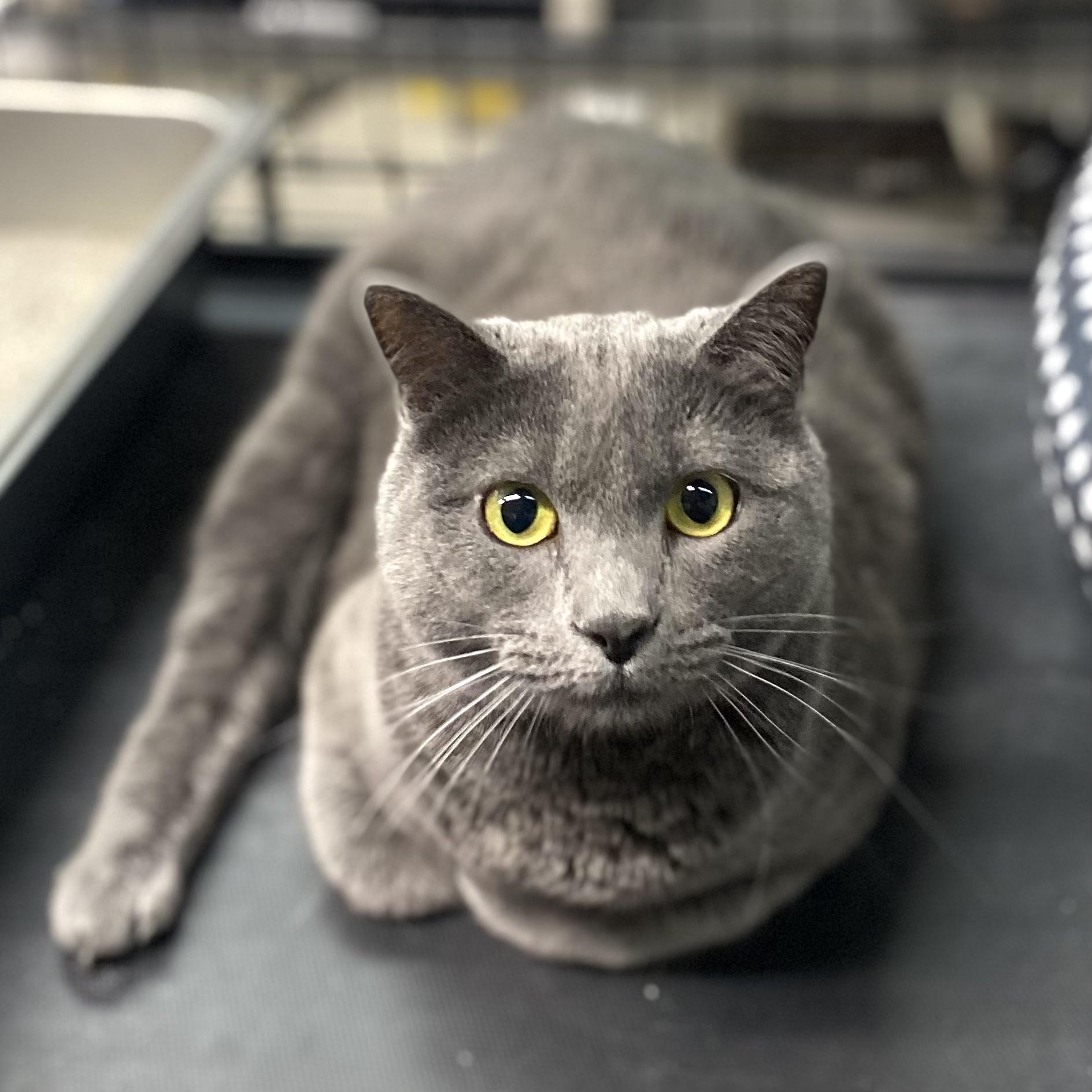 Chai, an adoptable Domestic Short Hair in Blackfoot, ID, 83221 | Photo Image 1