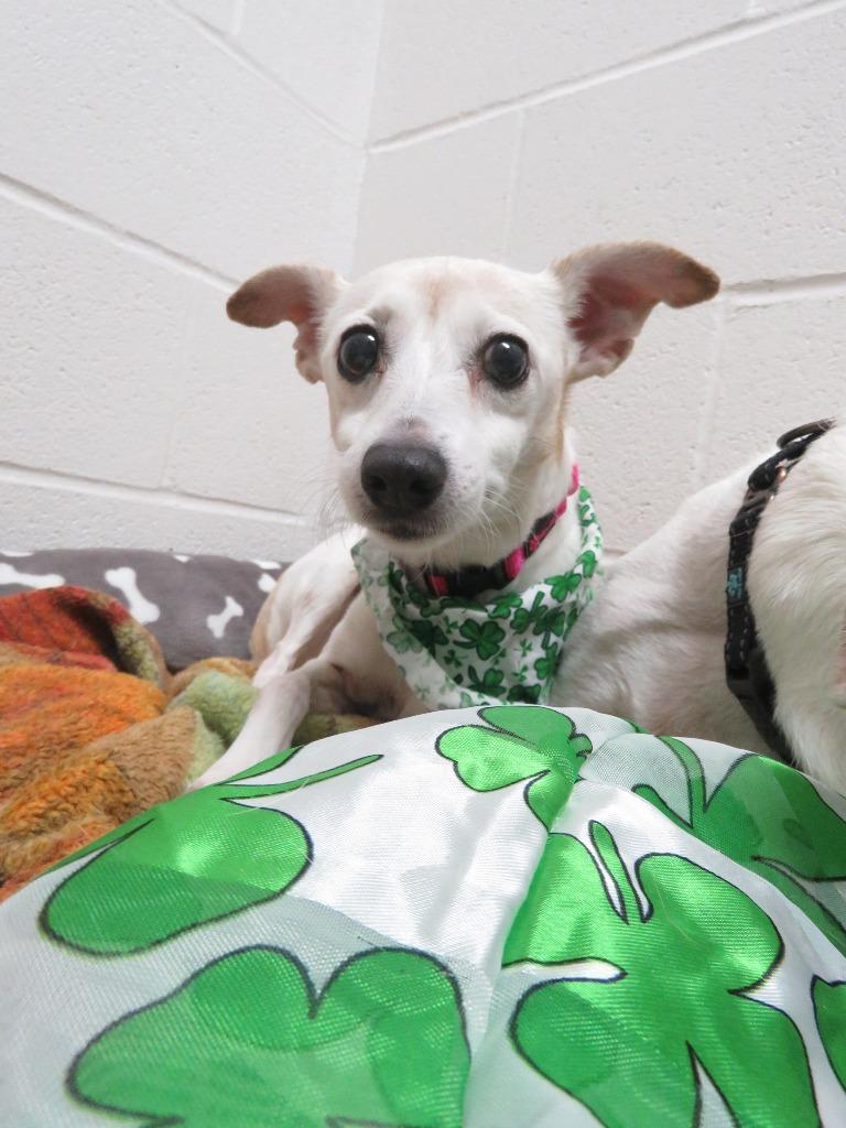 Jill, Adoptable, Senior Female Jack Russell Terrier.