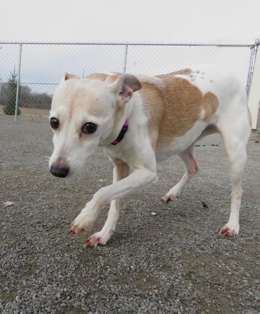 Enlarge Jill, a Adoptable Jack Russell Terrier in Van Wert, OH image 2/4
