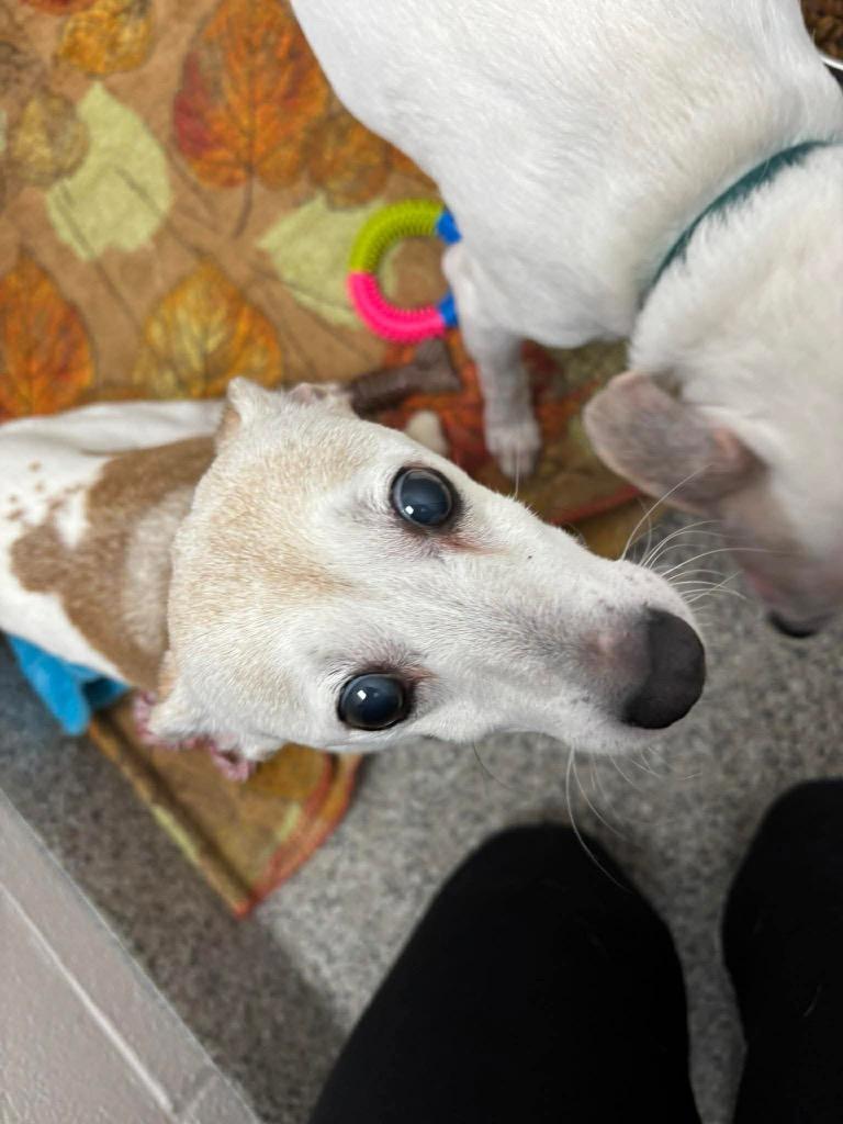 Enlarge Jill, a Adoptable Jack Russell Terrier in Van Wert, OH image 3/4