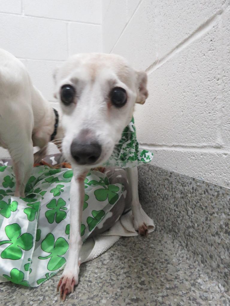 Enlarge Jill, a Adoptable Jack Russell Terrier in Van Wert, OH image 4/4