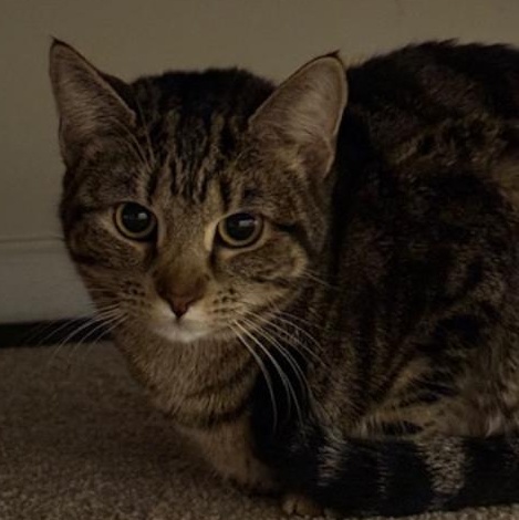 Allie, a Adoptable Domestic Short Hair in Gastonia, NC image 2/3