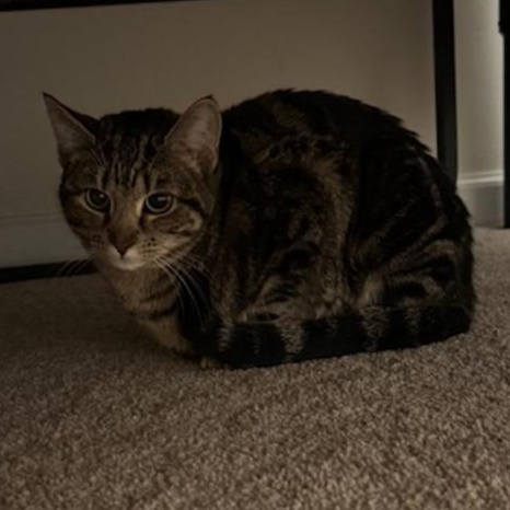 Allie, Adoptable, Young Female Domestic Short Hair.