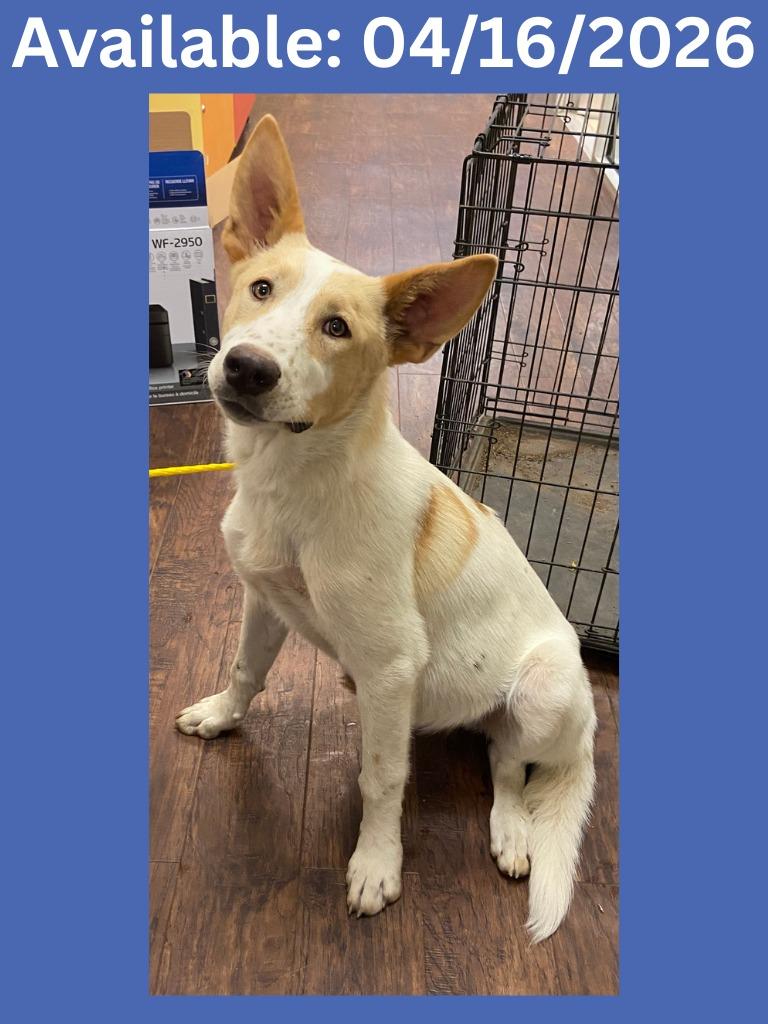 Dog Kennel #28, Adoptable, Puppy Male Labrador Retriever & Shepherd.